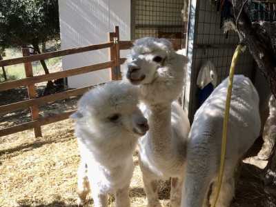 Acerenza, il Basilicata Alpaca